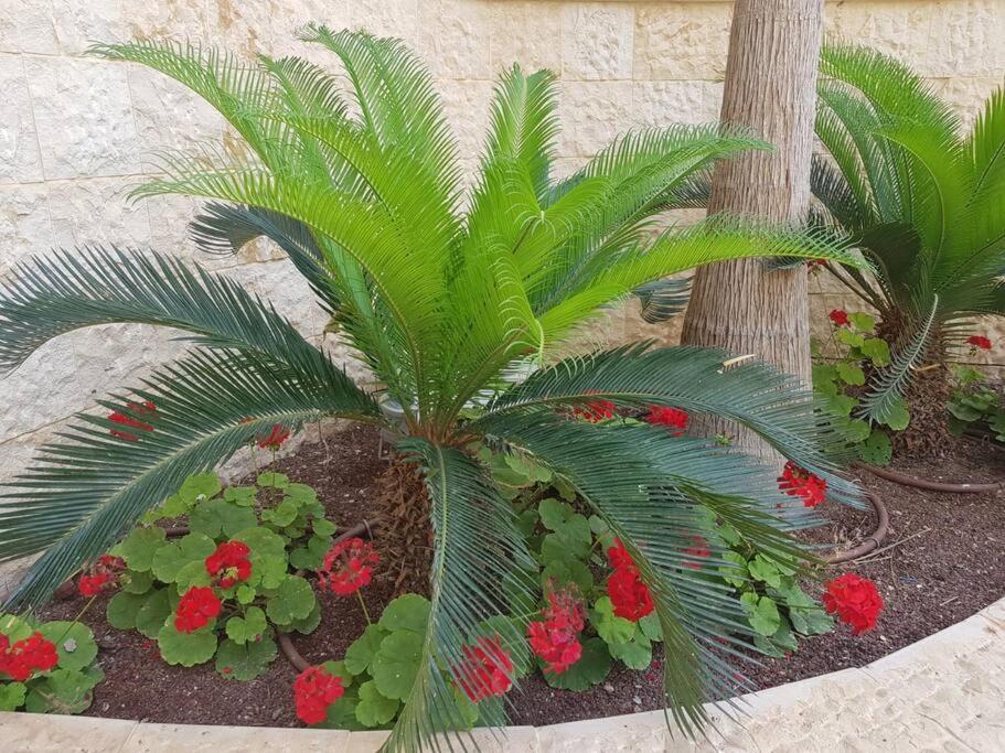 Apartment G With Pool Sauna Jim Eilat